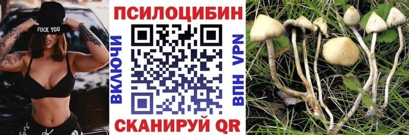 Псилоцибиновые грибы Psilocybe  Купить где  Сергач 